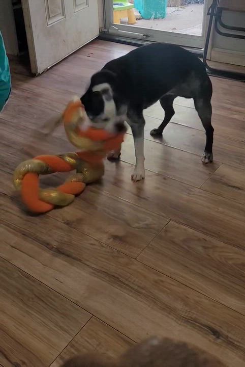 Enlarge Austin in MO, a Adoptable Boston Terrier in Wichita, KS video 6/6