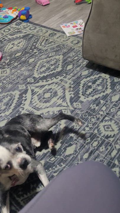 Enlarge Austin in MO, a Adoptable Boston Terrier in Wichita, KS video 5/6