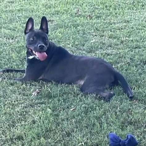 Enlarge Tillie PC, a Adoptable mixed breed in Goliad, TX image 1/6