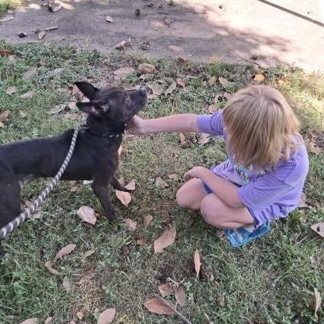 Enlarge Tillie PC, a Adoptable mixed breed in Goliad, TX image 3/6