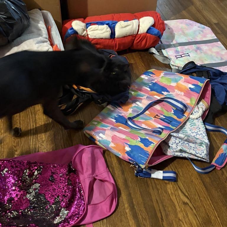 Enlarge Tillie PC, a Adoptable mixed breed in Goliad, TX image 2/6