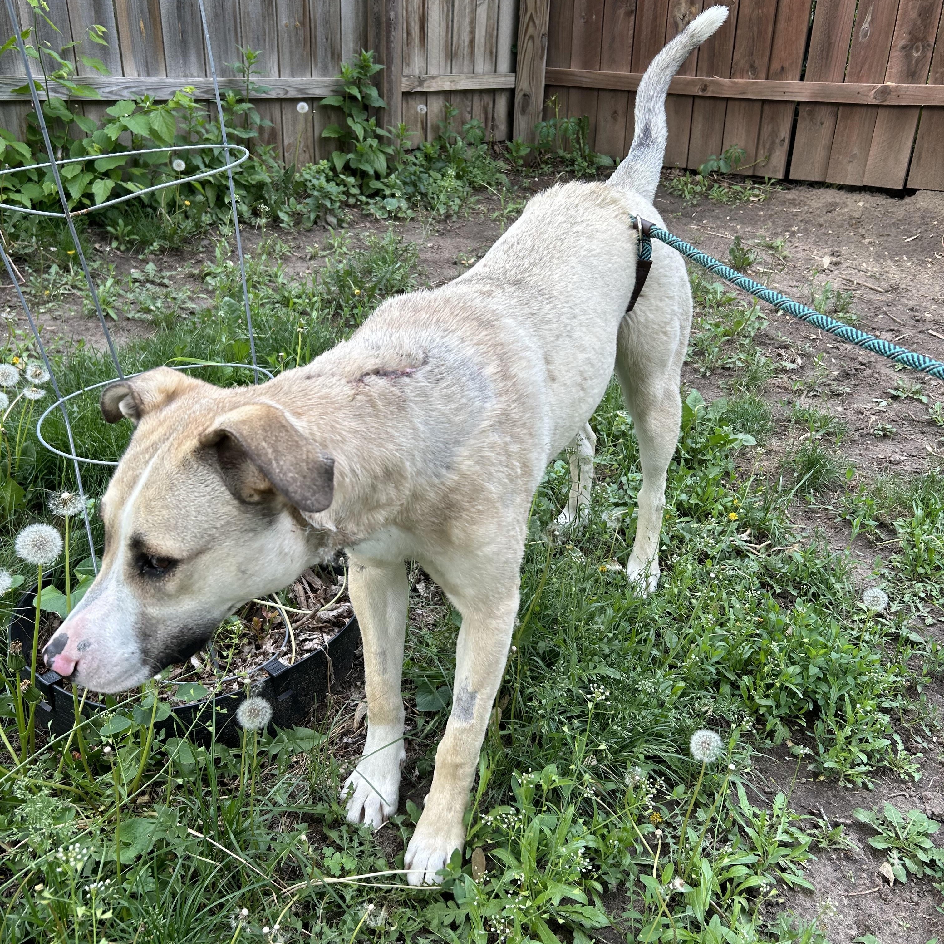 Enlarge AltaMae, a Adoptable Mixed Breed in Sioux Falls, SD image 5/6