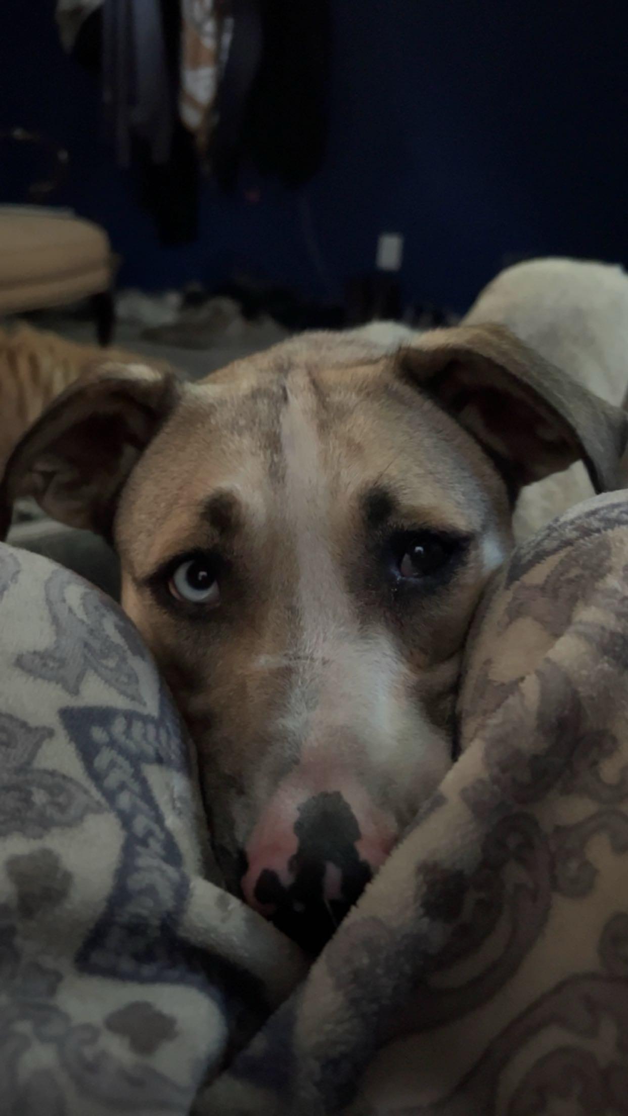 Enlarge AltaMae, a Adoptable Mixed Breed in Sioux Falls, SD image 4/6