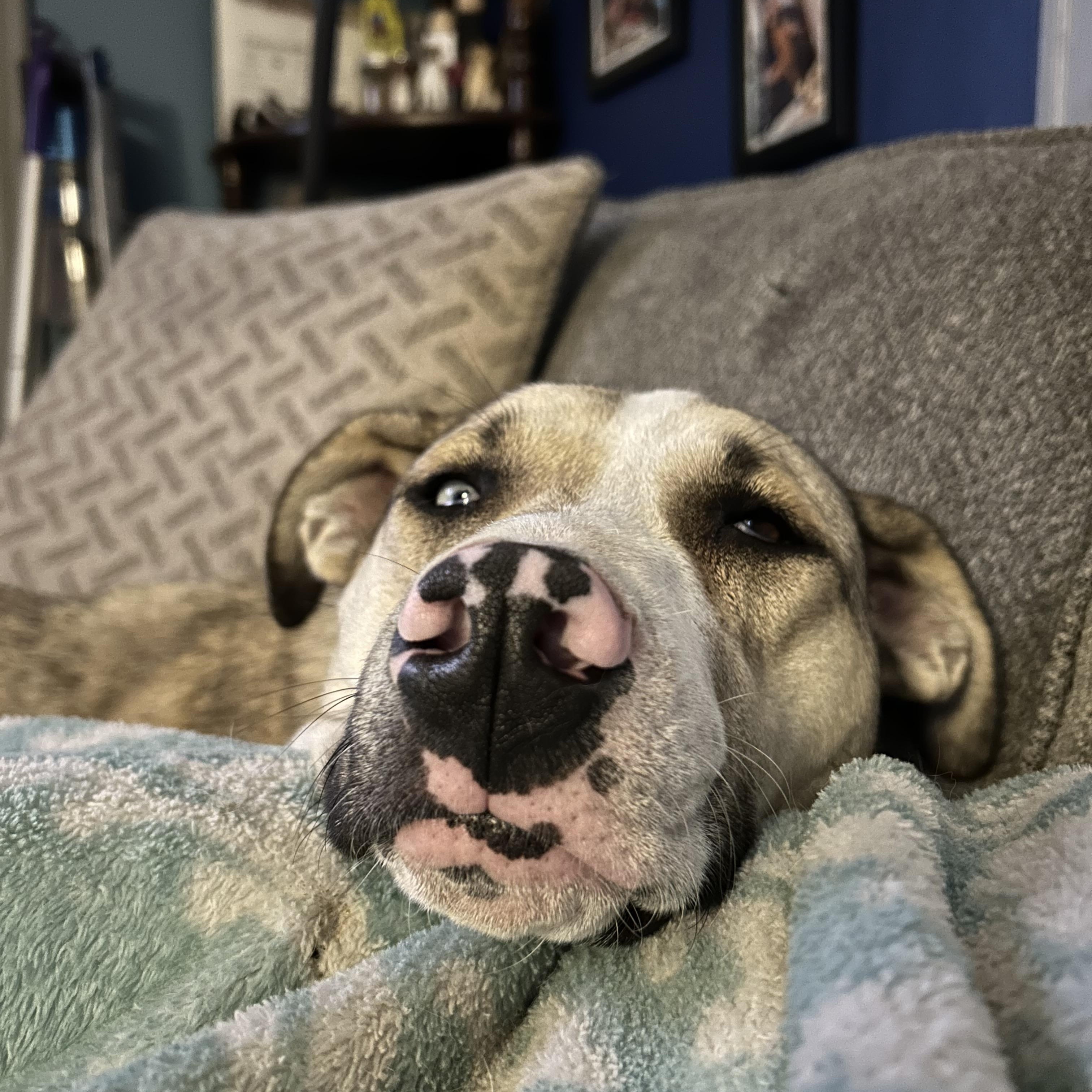 Enlarge AltaMae, a Adoptable Mixed Breed in Sioux Falls, SD image 3/6
