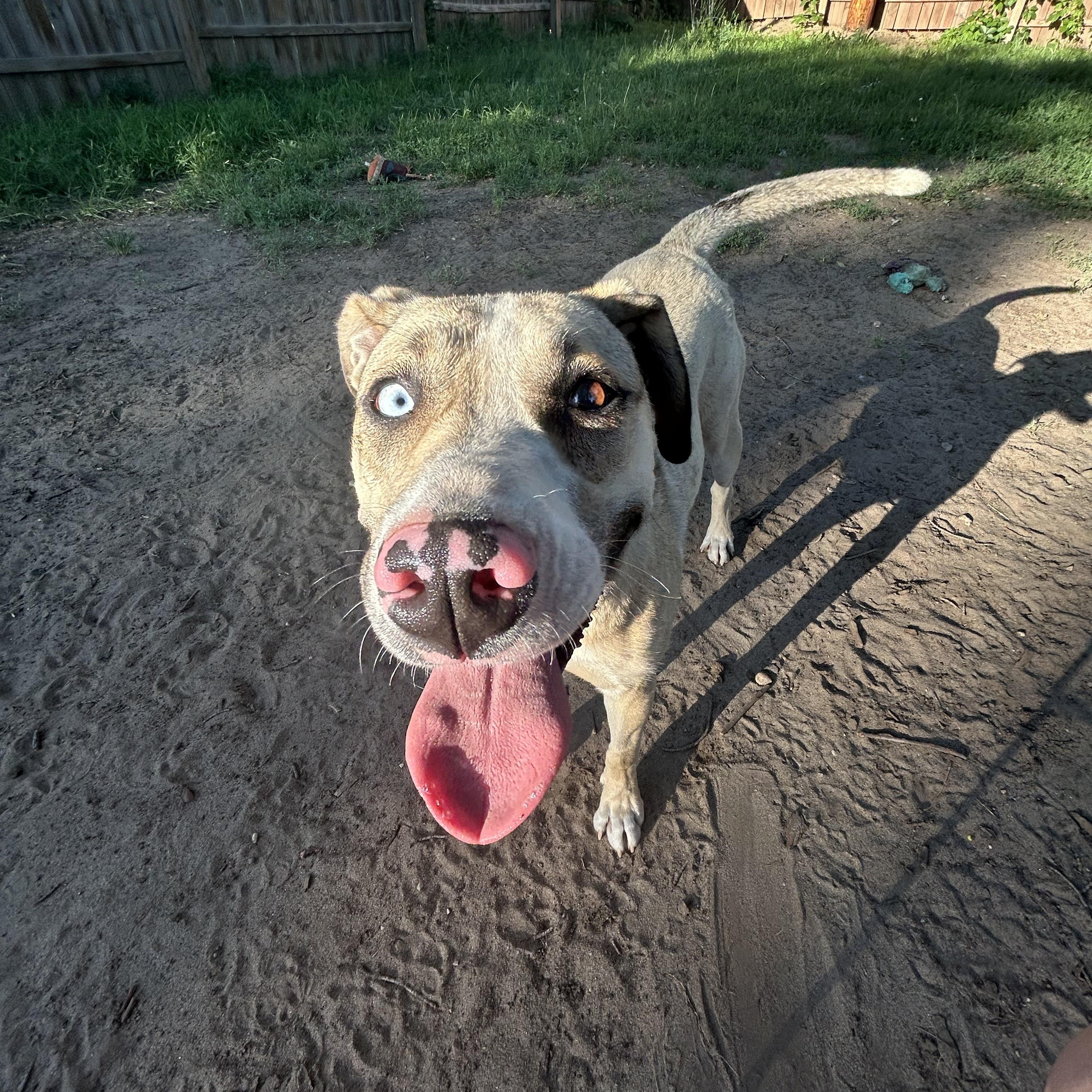 Enlarge AltaMae, a Adoptable Mixed Breed in Sioux Falls, SD image 2/6