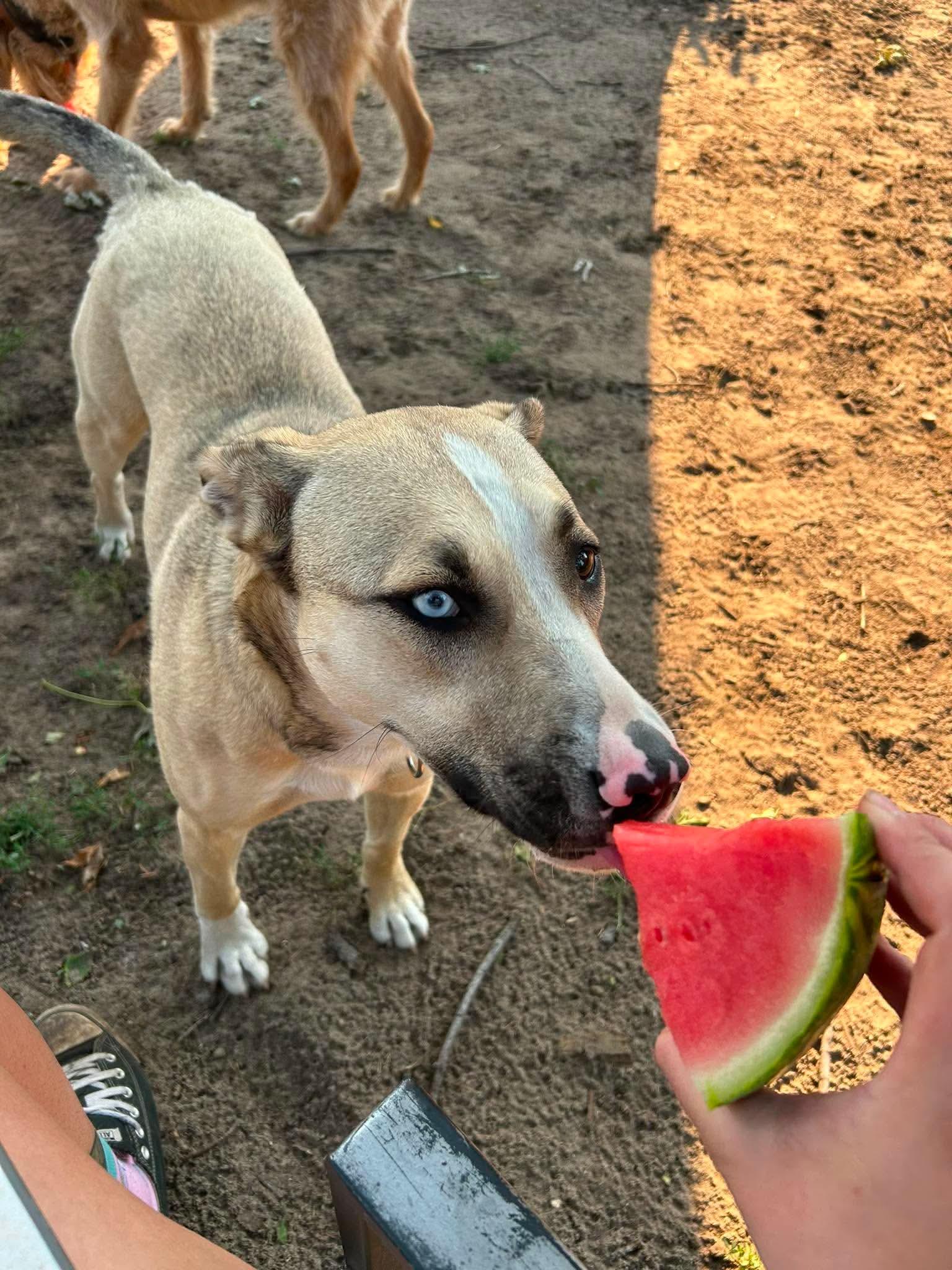 AltaMae, Adoptable, Young Female Mixed Breed.