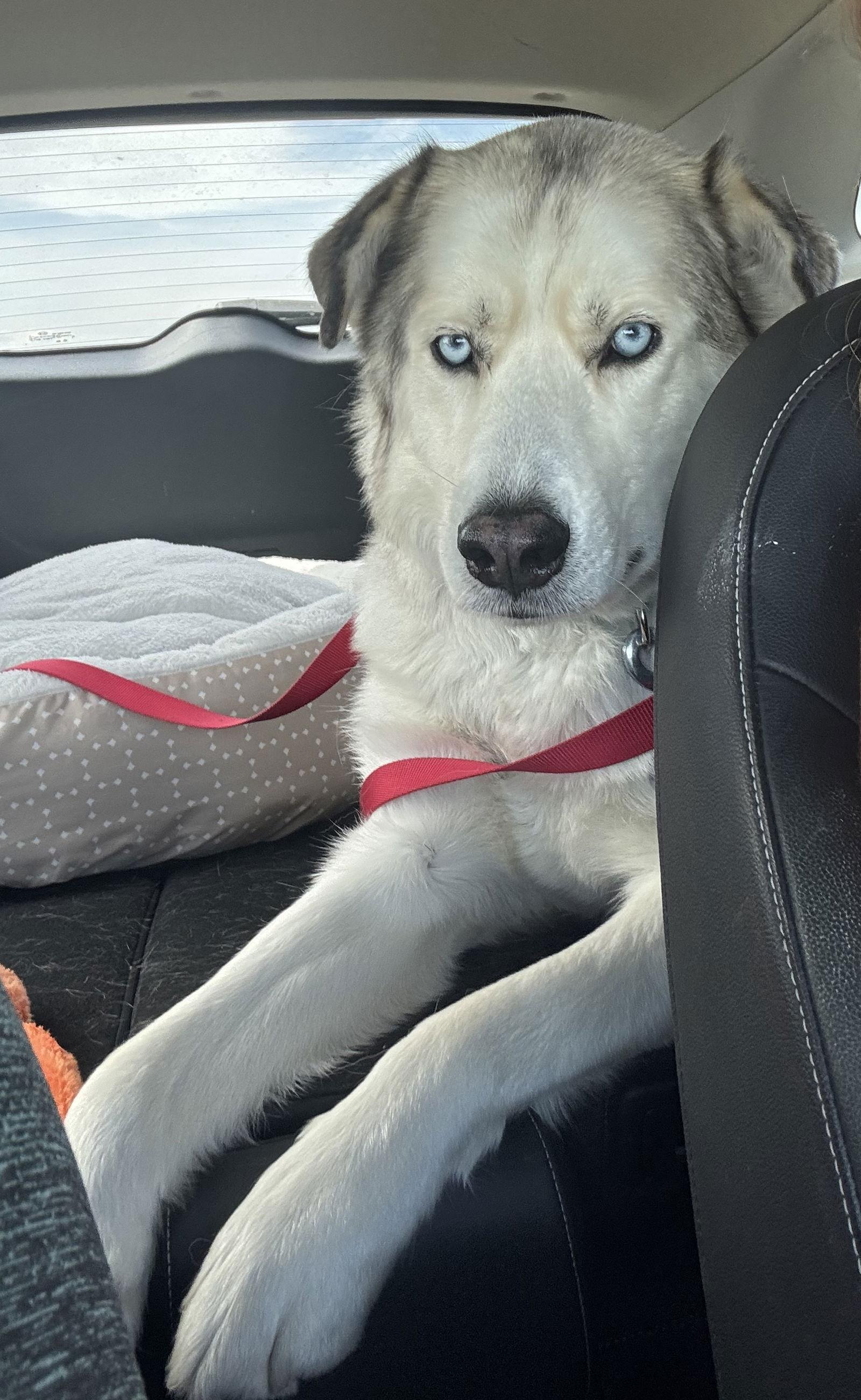 Enlarge Koda, a Adopted mixed breed in Bountiful, UT image 1/1