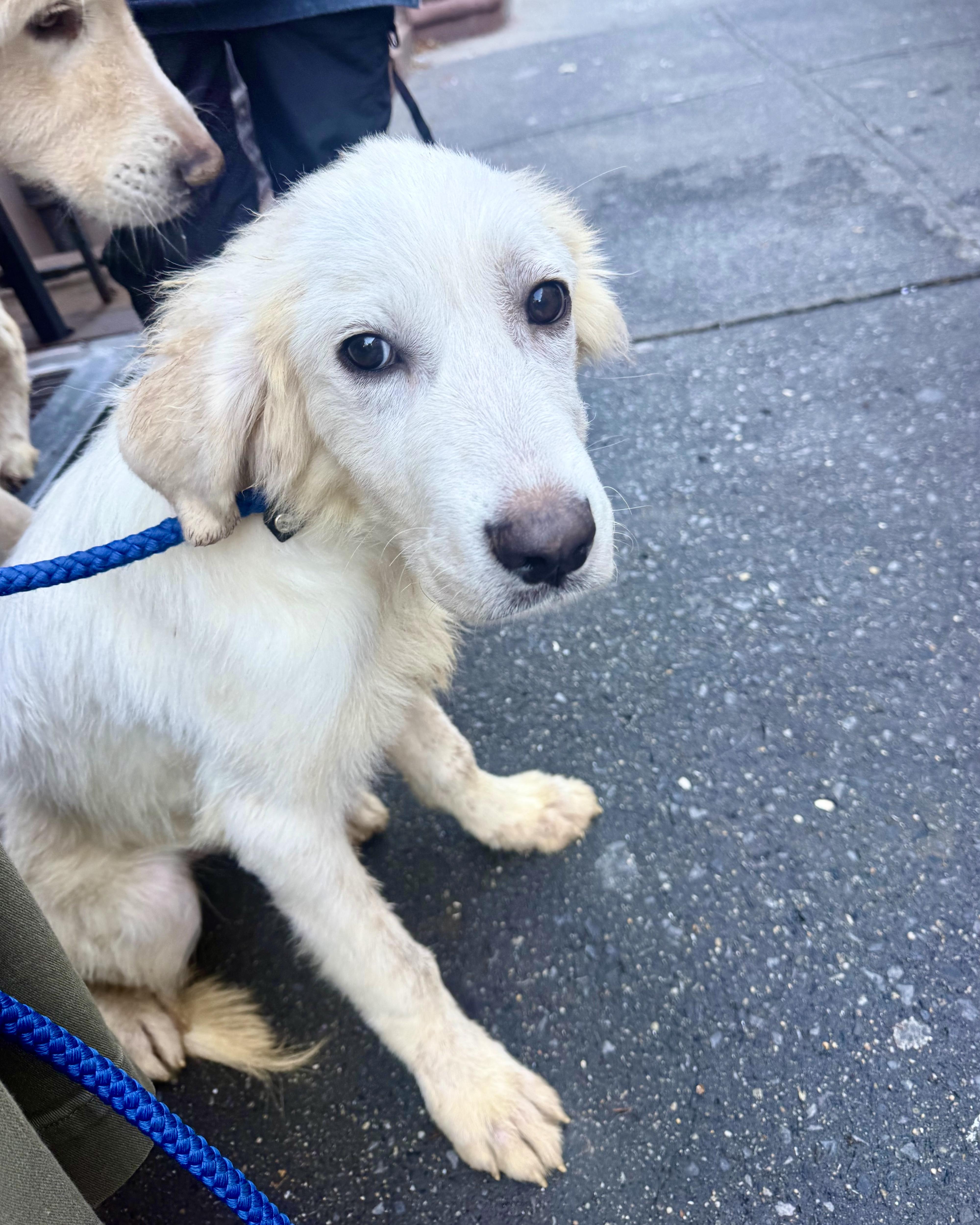 Enlarge Psychic, a Adoptable mixed breed in New York, NY image 5/6