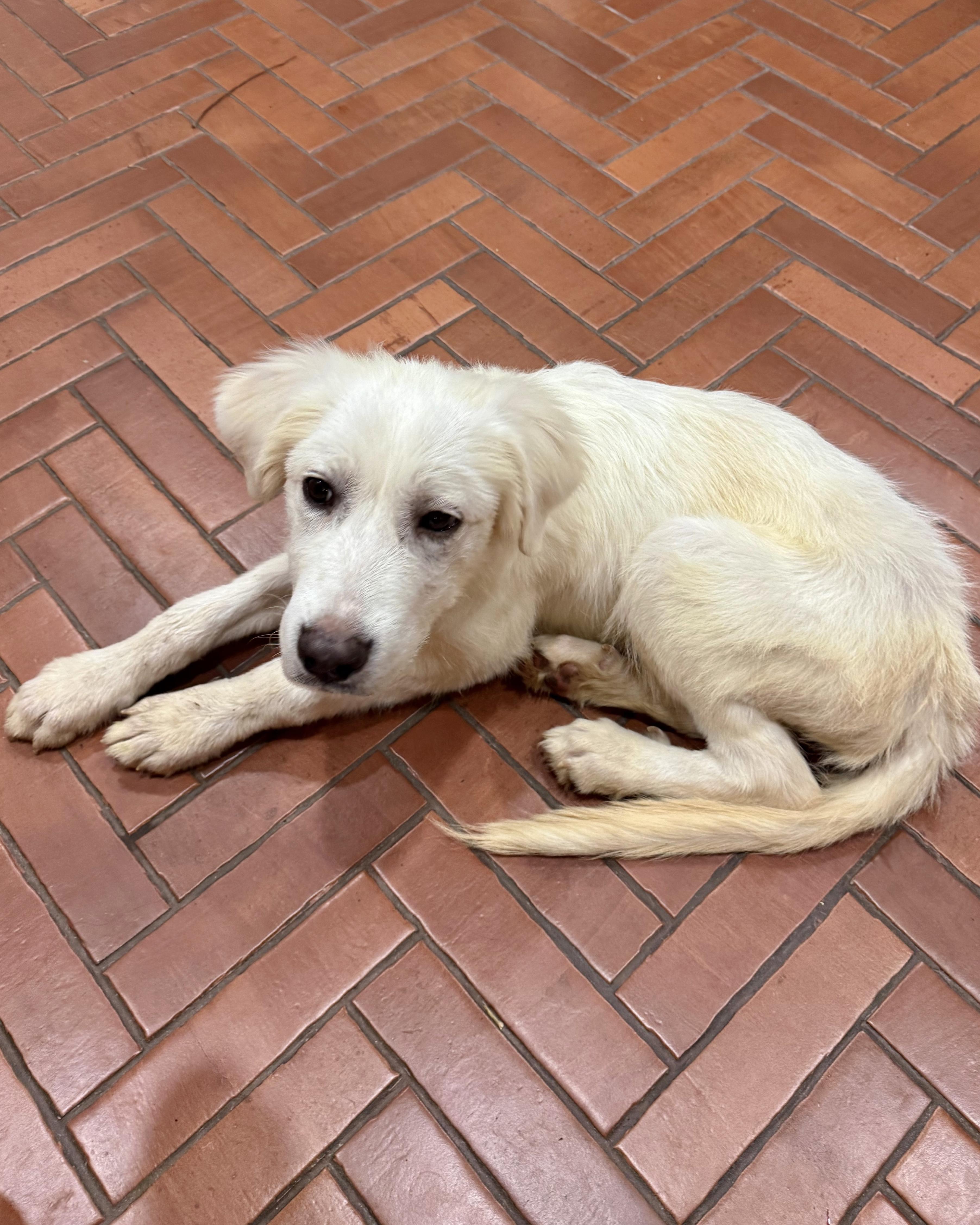 Enlarge Psychic, a Adoptable mixed breed in New York, NY image 4/6