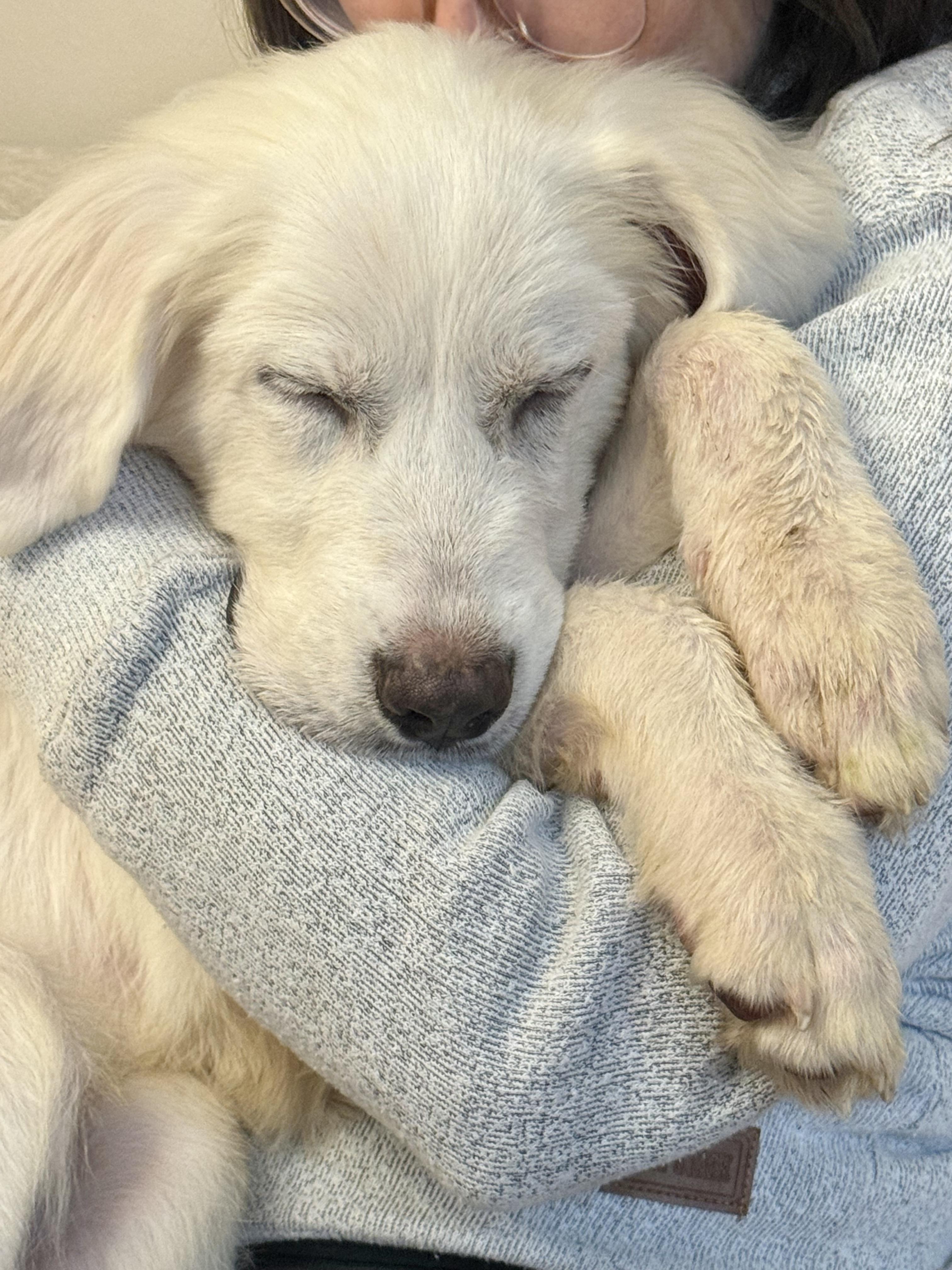 Enlarge Psychic, a Adoptable mixed breed in New York, NY image 3/6