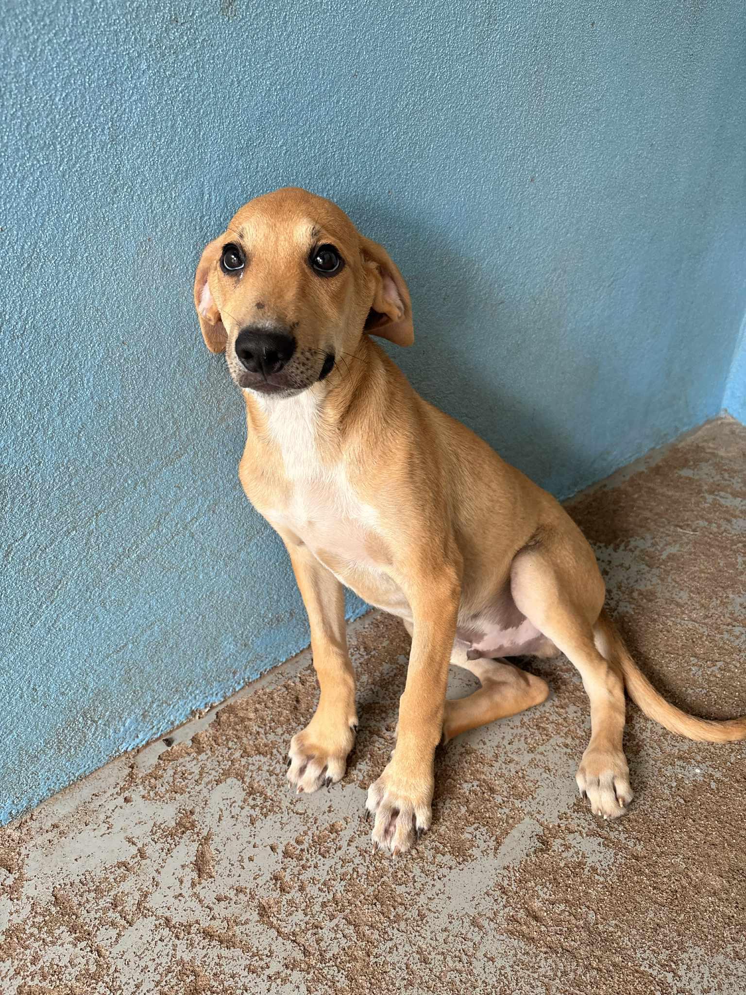 Hugo, an adopted mixed breed in Richmond, VA image 2/2