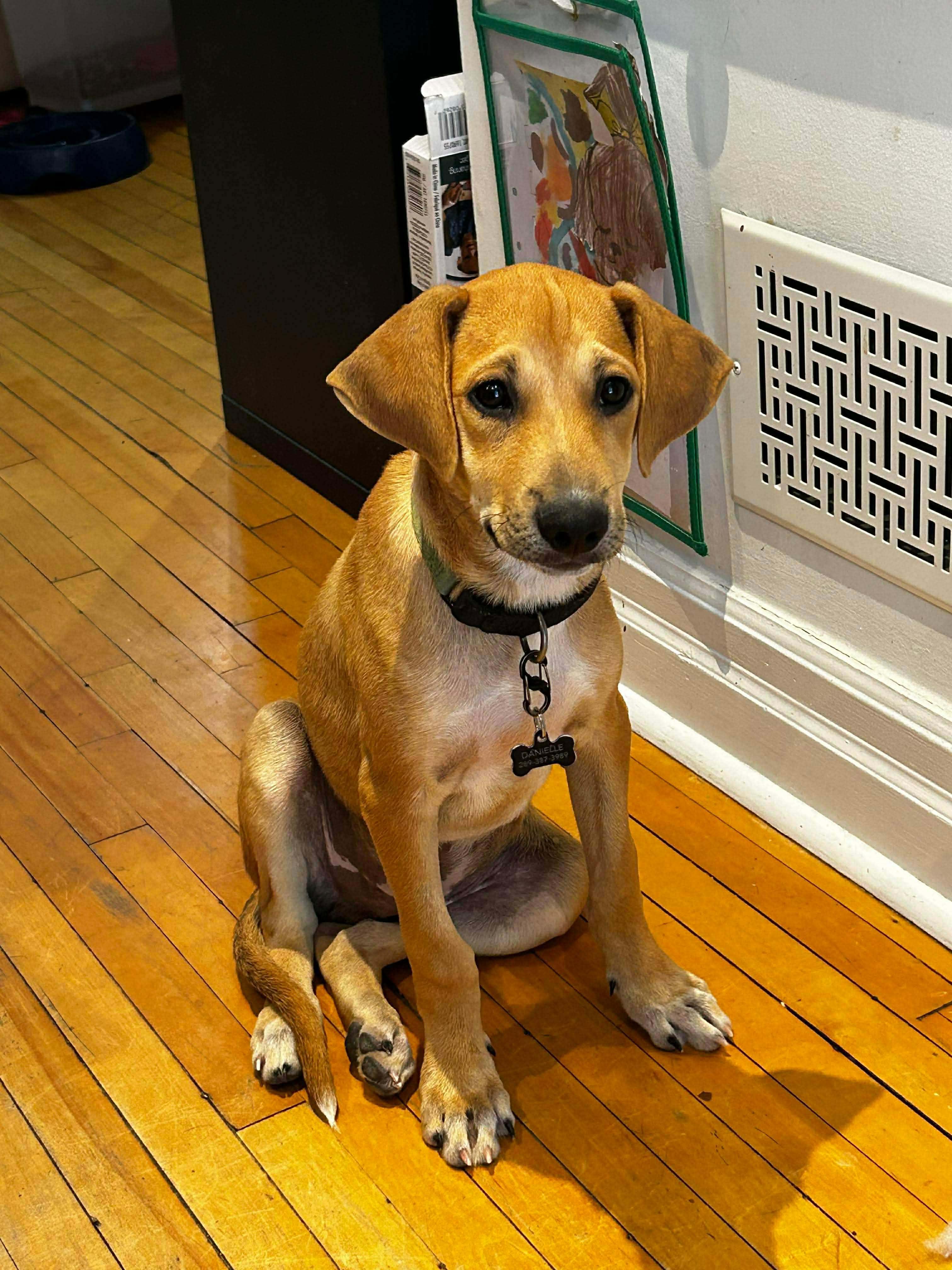 Hugo, adopted, Puppy Male Mixed Breed.