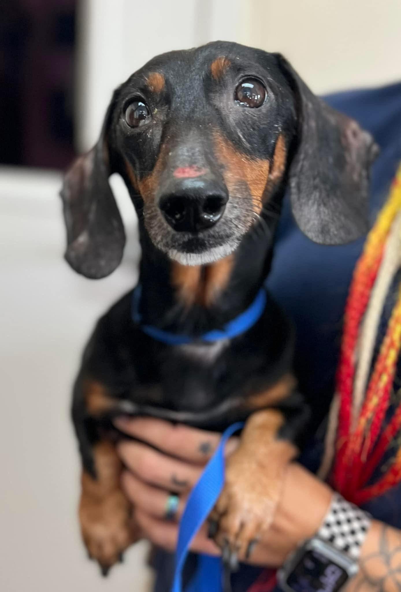 Enlarge Otto, an adopted Dachshund in Greensboro, GA image 1/1