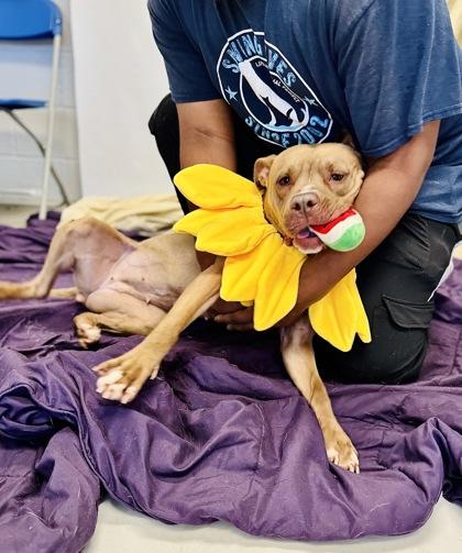 Enlarge Lanny McNanny (Foster), a Adoptable Mixed Breed in Atlanta, GA image 1/3