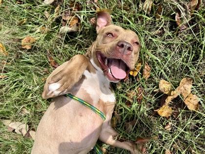 Enlarge Lanny McNanny (Foster), a Adoptable Mixed Breed in Atlanta, GA image 2/3