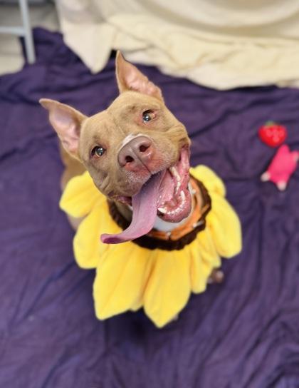 Enlarge Lanny McNanny (Foster), a Adoptable Mixed Breed in Atlanta, GA image 3/3