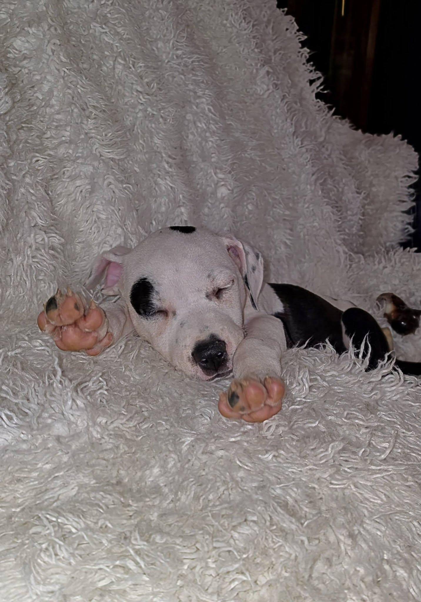 Enlarge Nesta, a Adopted mixed breed in Bostic, NC image 5/6