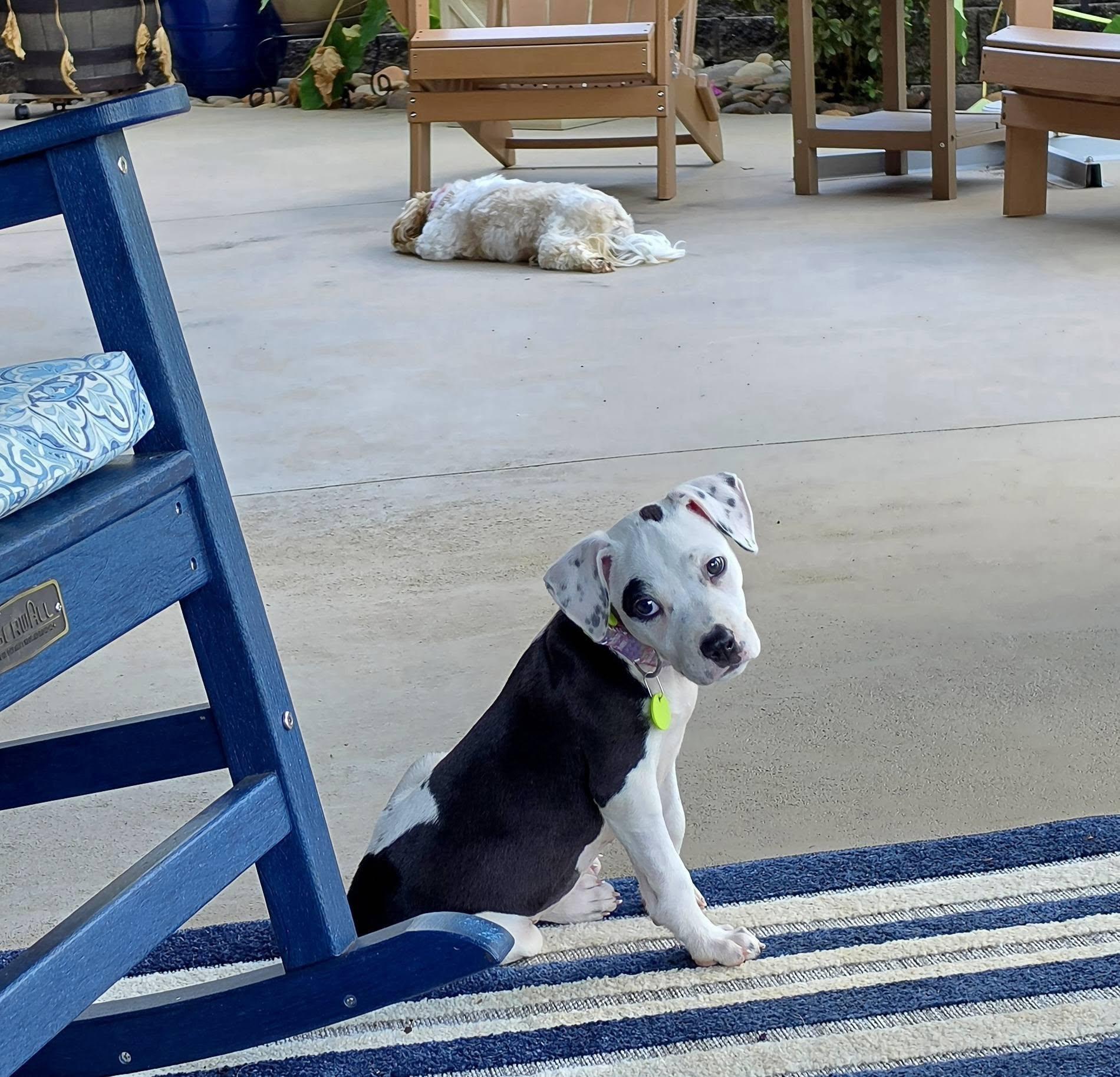 Enlarge Nesta, a Adopted mixed breed in Bostic, NC image 2/6