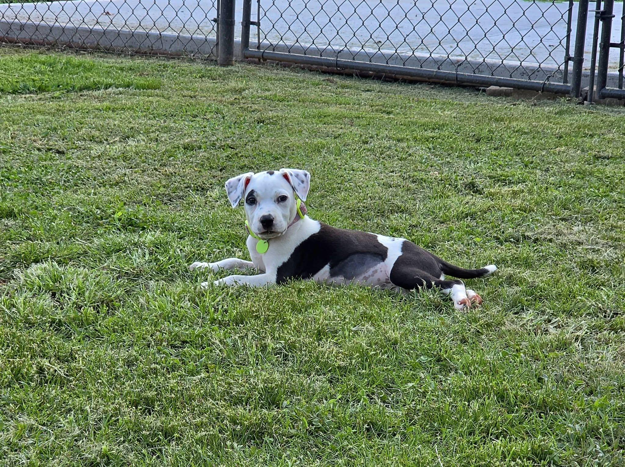 Enlarge Nesta, a Adopted mixed breed in Bostic, NC image 6/6
