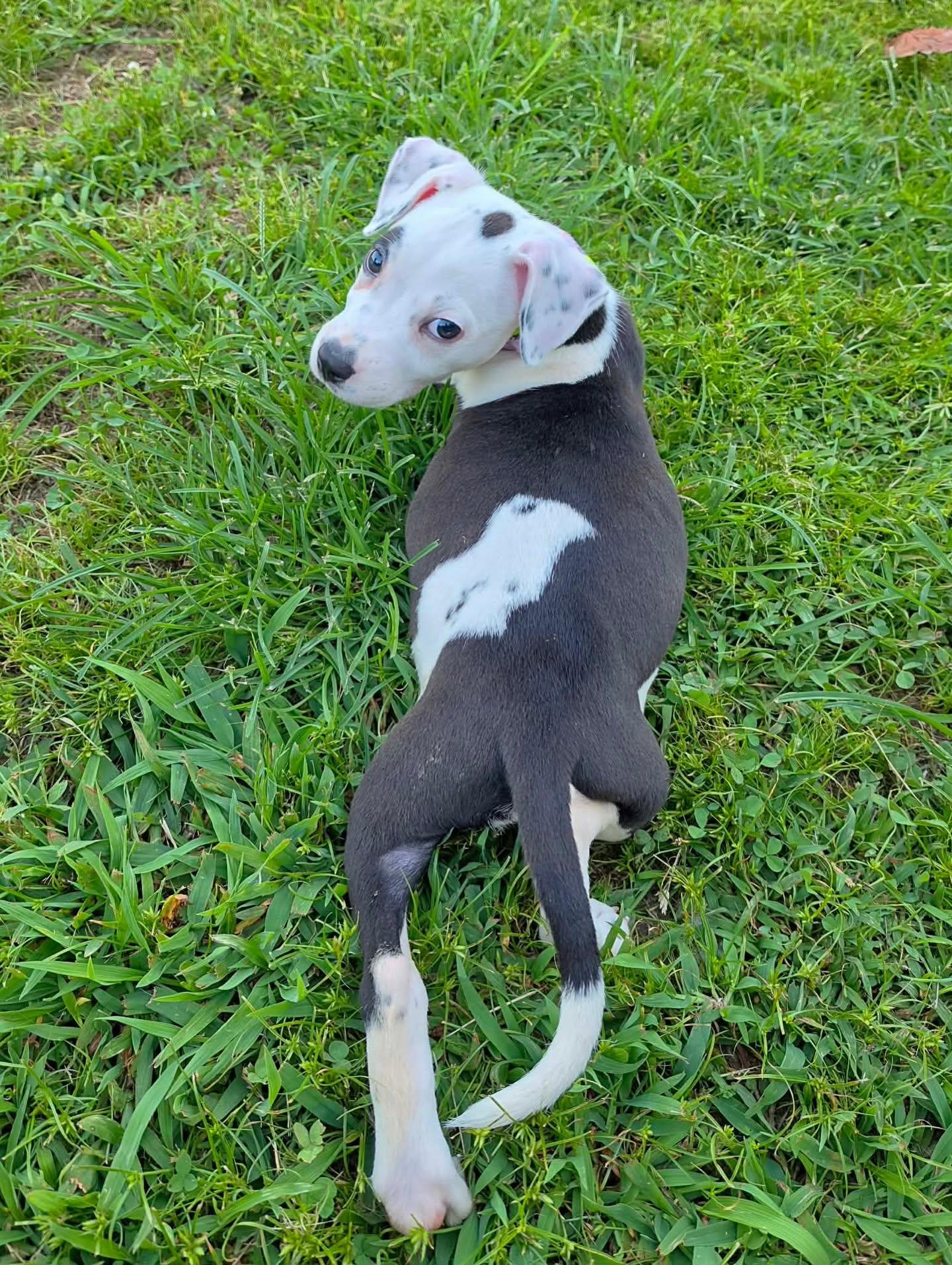 Enlarge Nesta, a Adopted mixed breed in Bostic, NC image 3/6