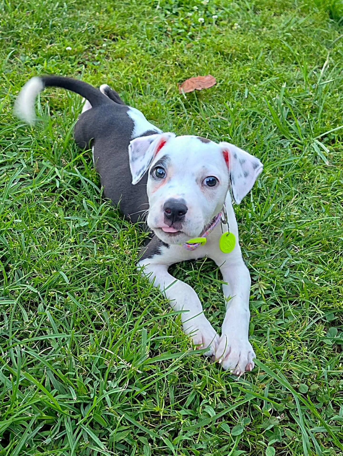 Enlarge Nesta, a Adopted mixed breed in Bostic, NC image 4/6