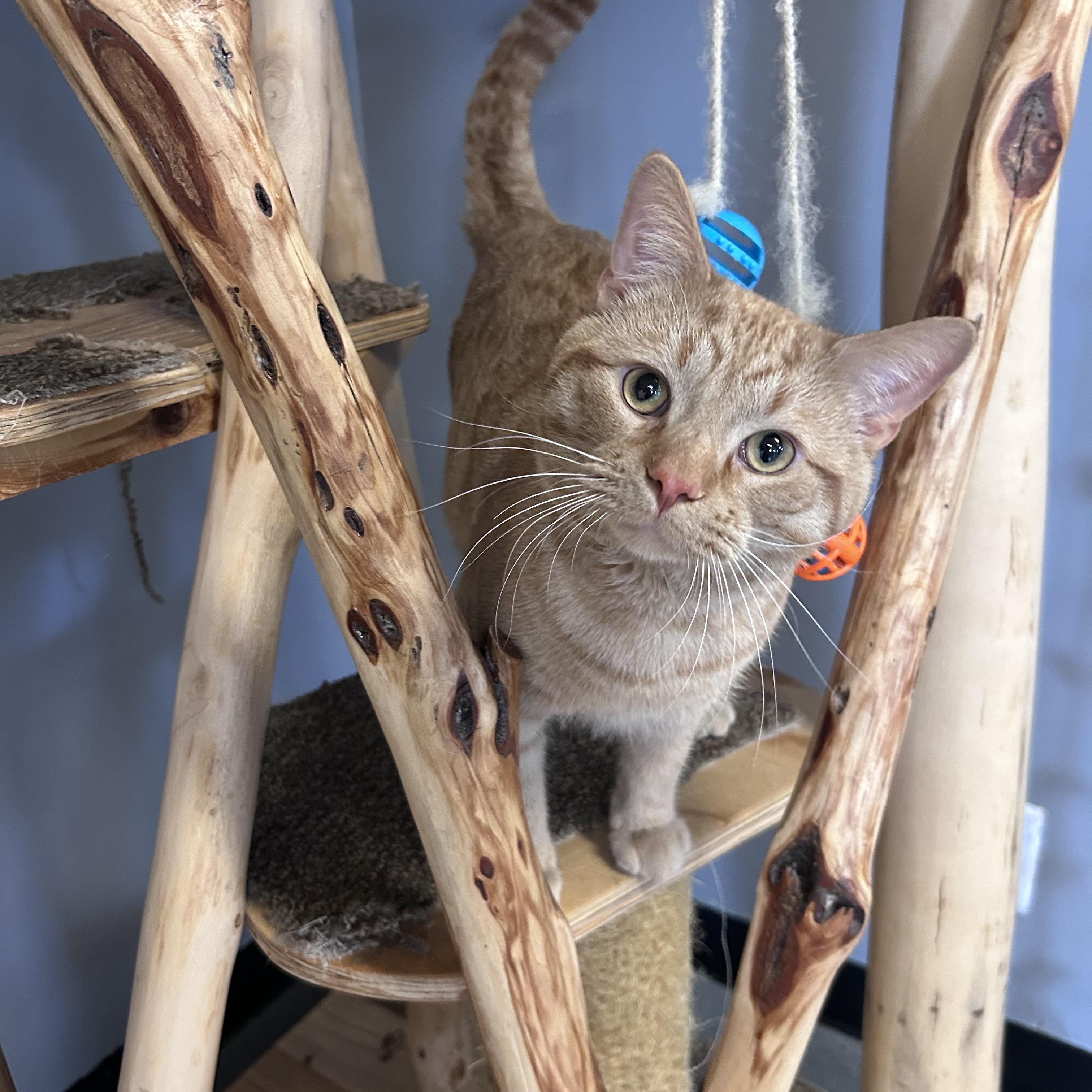 Tac the Mouser!, ADOPTABLE, Adult Male Domestic Short Hair.