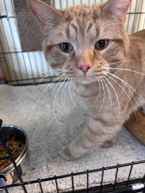 Enlarge Tac the Mouser!, a ADOPTABLE Domestic Short Hair in Chisholm, MN image 1/1