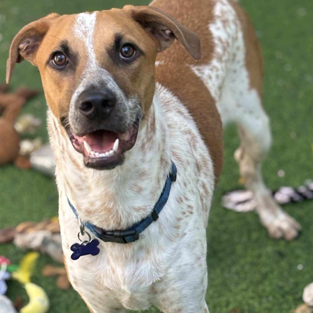 Kramer Rico, Adoptable, Young Male Terrier.