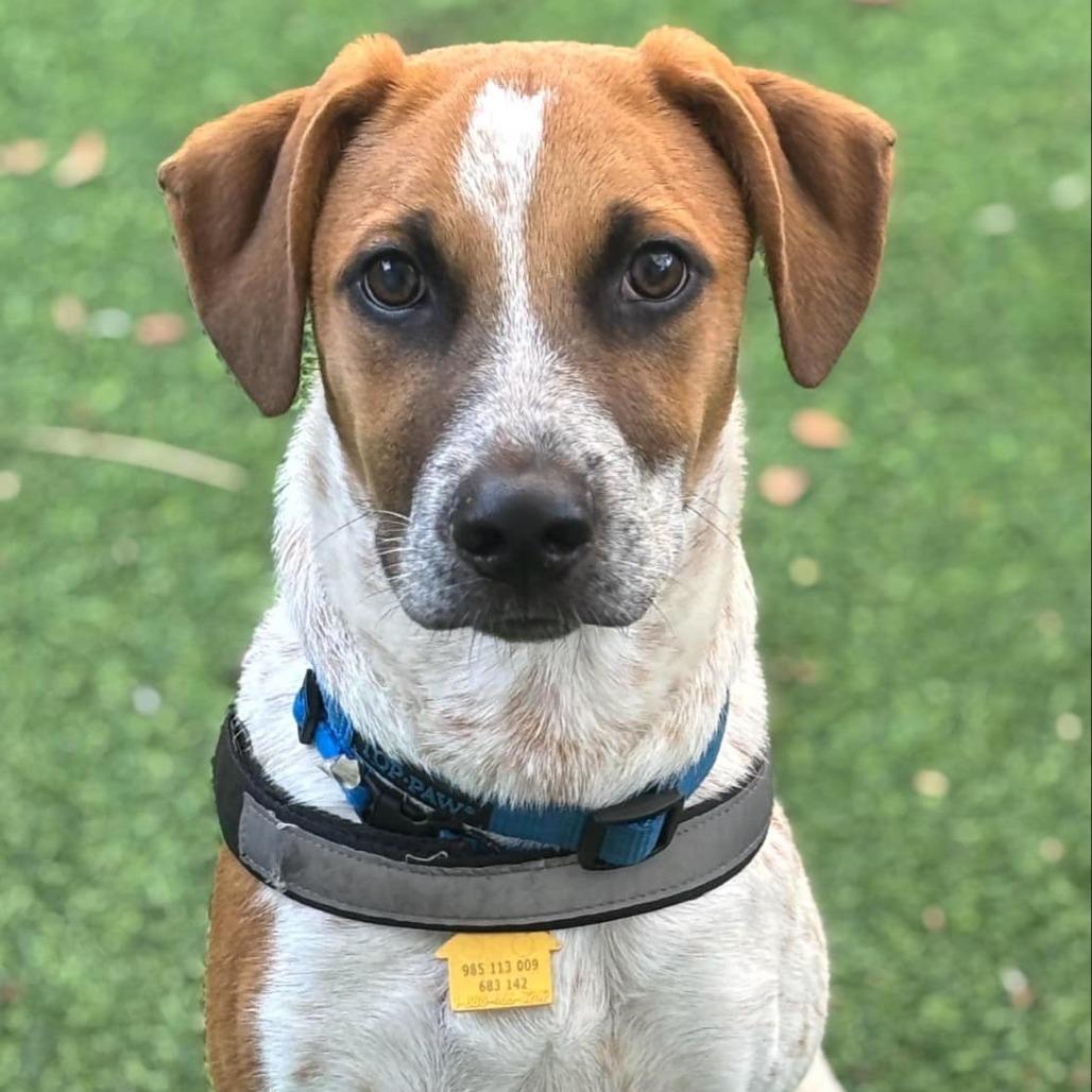 Kramer Rico, a Adoptable mixed breed in Fort Lauderdale, FL image 2/3