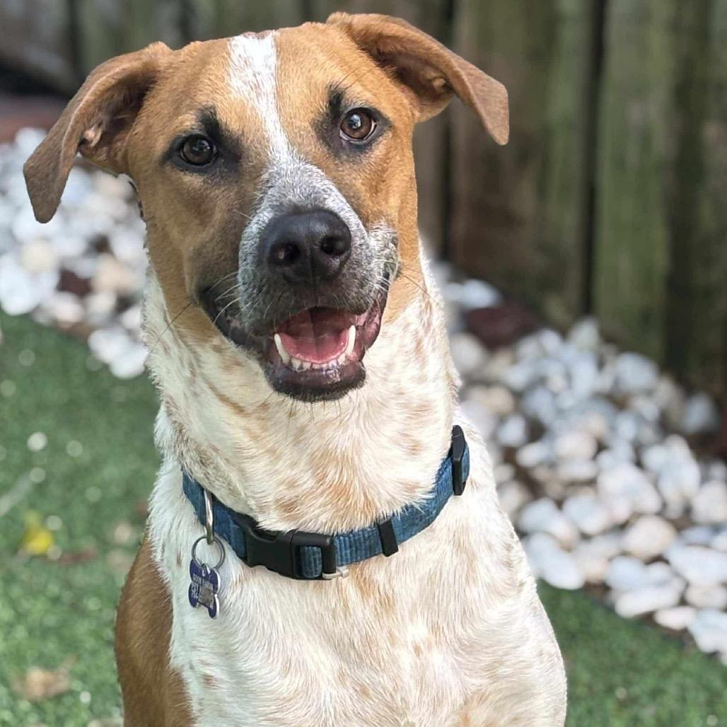 Kramer Rico, a Adoptable mixed breed in Fort Lauderdale, FL image 3/3