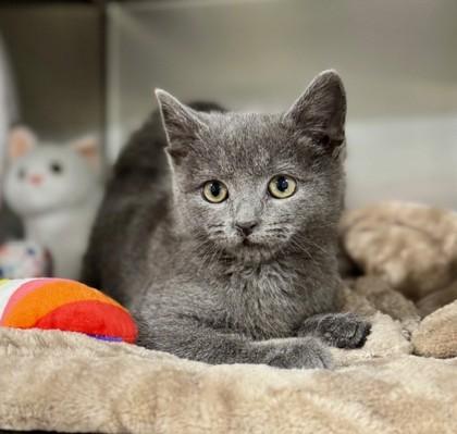 Storm @ PetSmart in Athens, adopted, Kitten Male Domestic Short Hair.