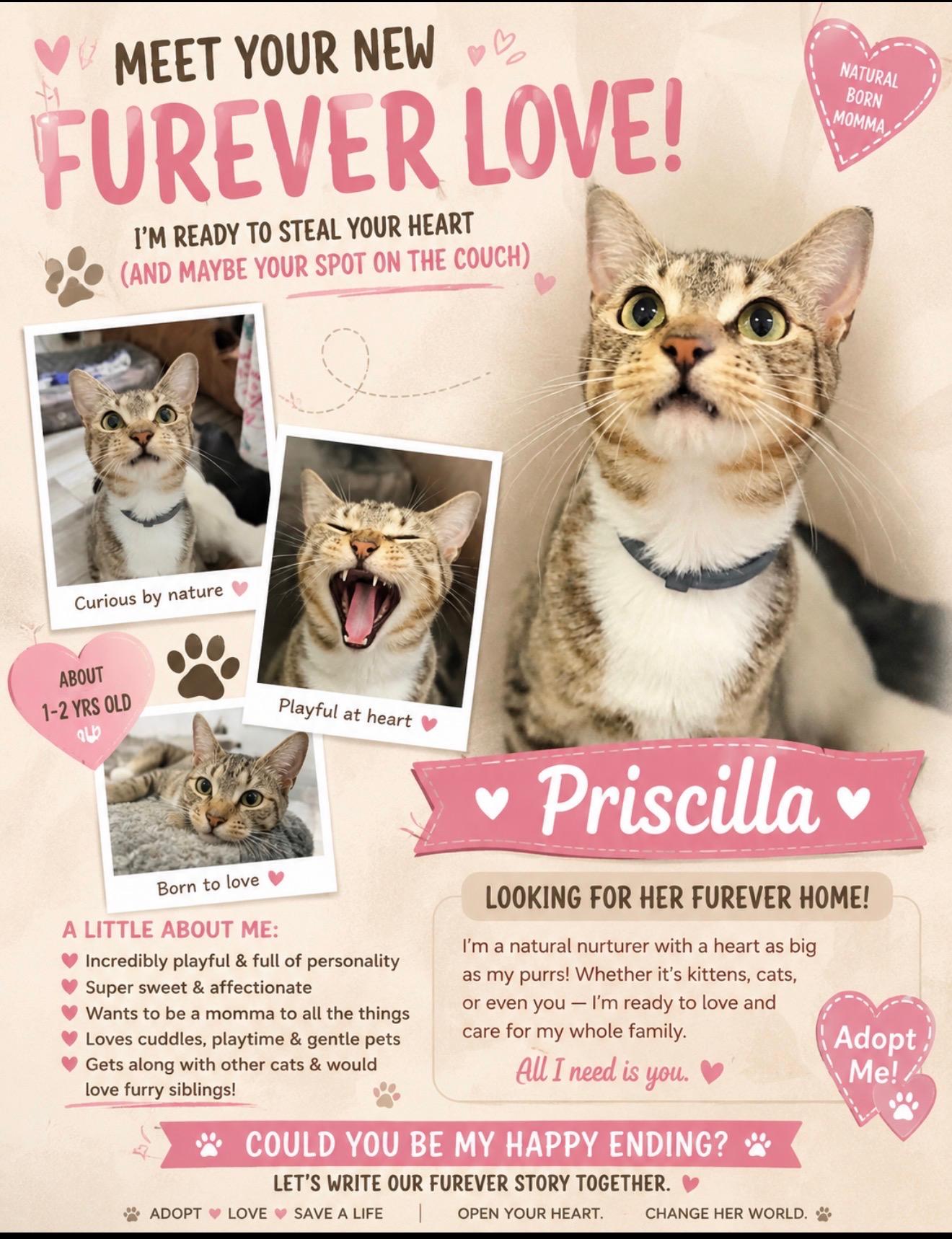 Enlarge Priscilla, a ADOPTABLE Domestic Short Hair in Beaufort, SC image 3/6