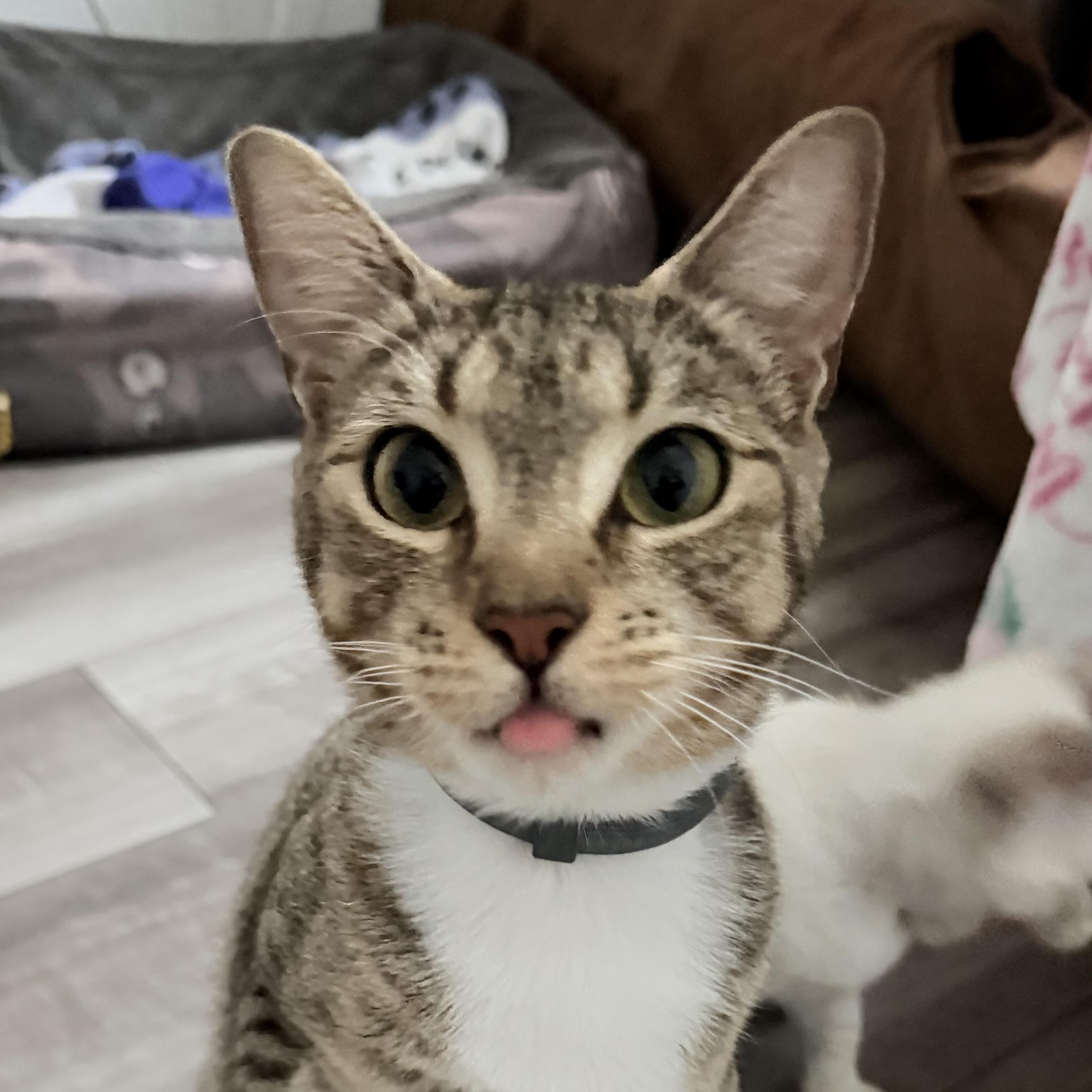 Enlarge Priscilla, a ADOPTABLE Domestic Short Hair in Beaufort, SC image 1/6