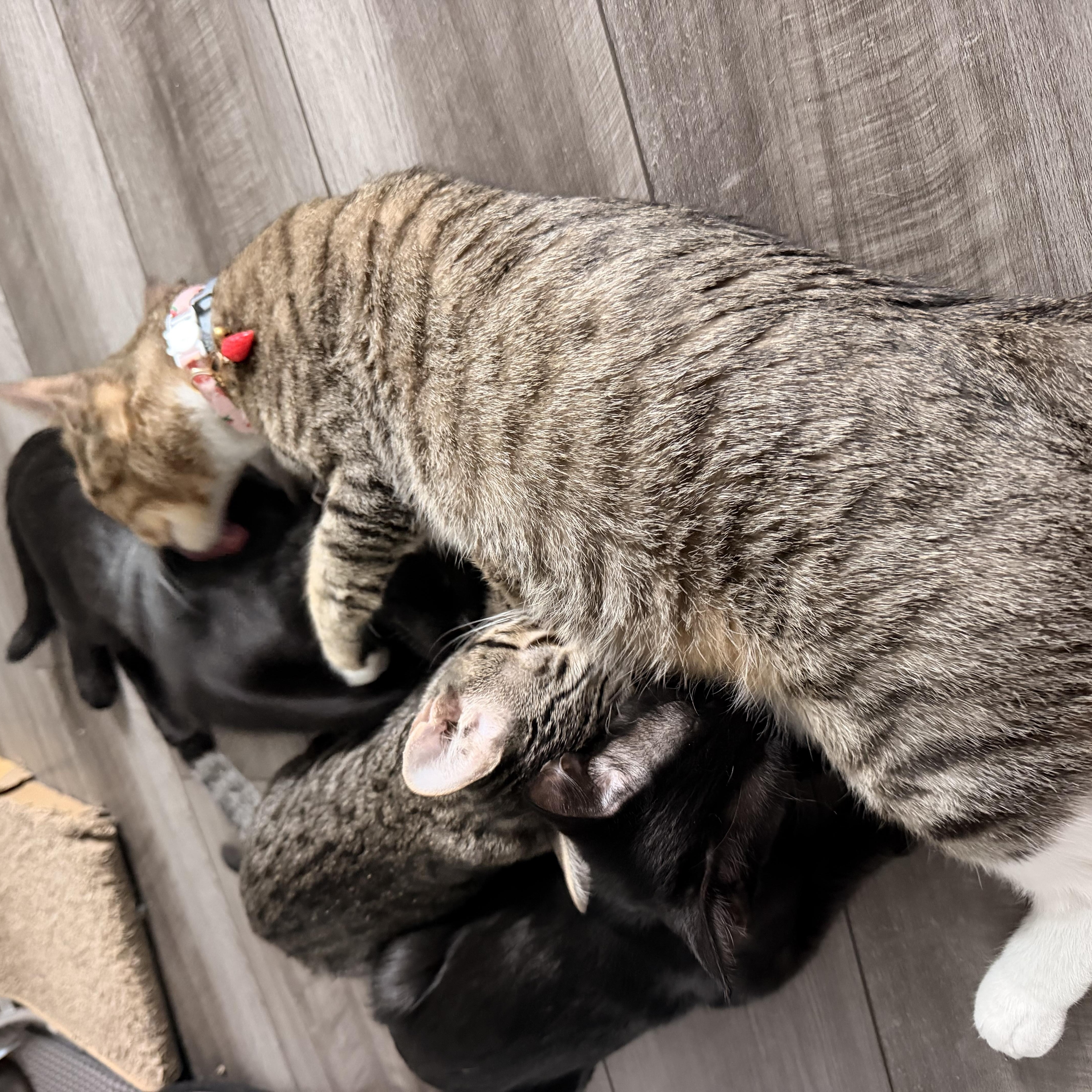Enlarge Priscilla, a ADOPTABLE Domestic Short Hair in Beaufort, SC image 6/6