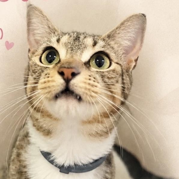 Enlarge Priscilla, a ADOPTABLE Domestic Short Hair in Beaufort, SC image 2/6