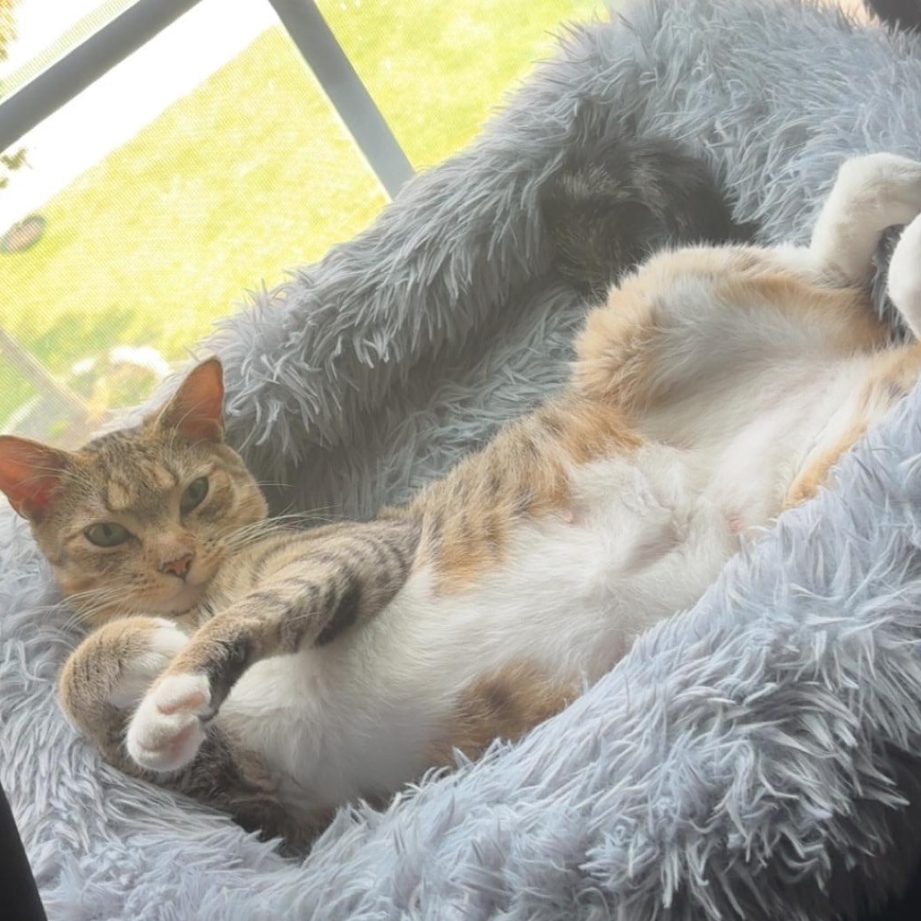 Enlarge Priscilla, a ADOPTABLE Domestic Short Hair in Beaufort, SC image 4/6