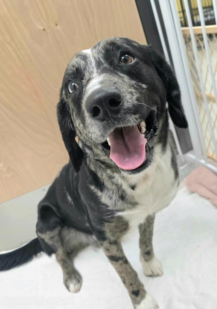 Bandito / AC 27432, Adoptable, Adult Male Australian Shepherd.