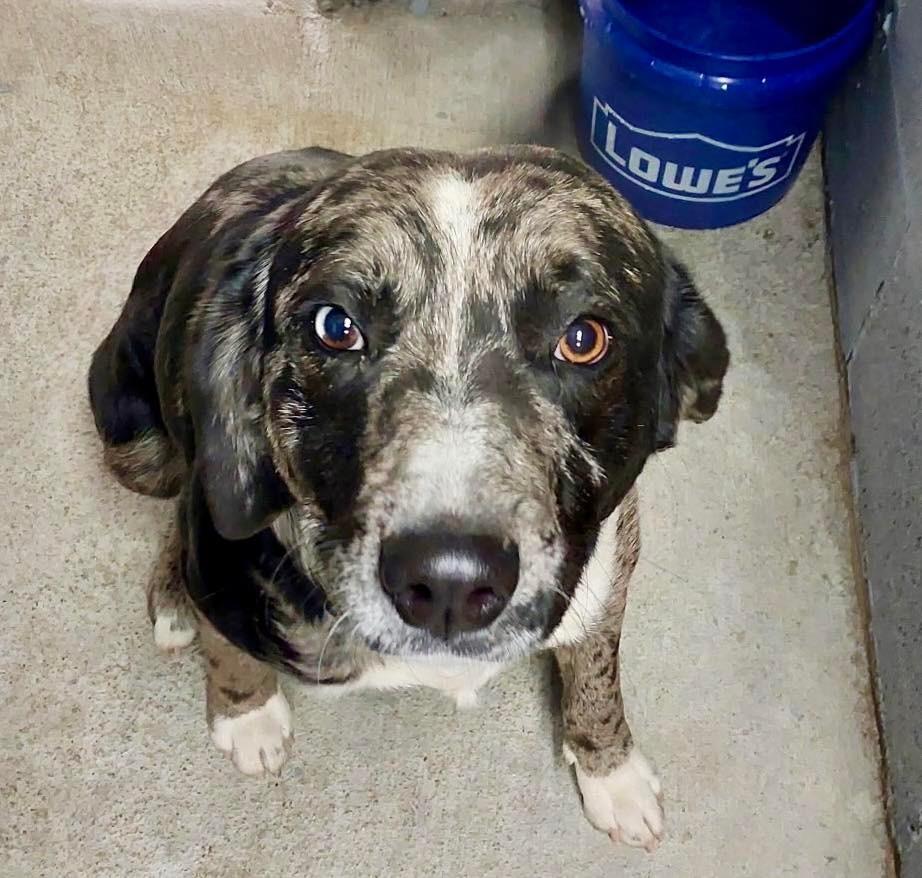 Bandito / AC 27432, a Adoptable mixed breed in Greeneville, TN image 2/2