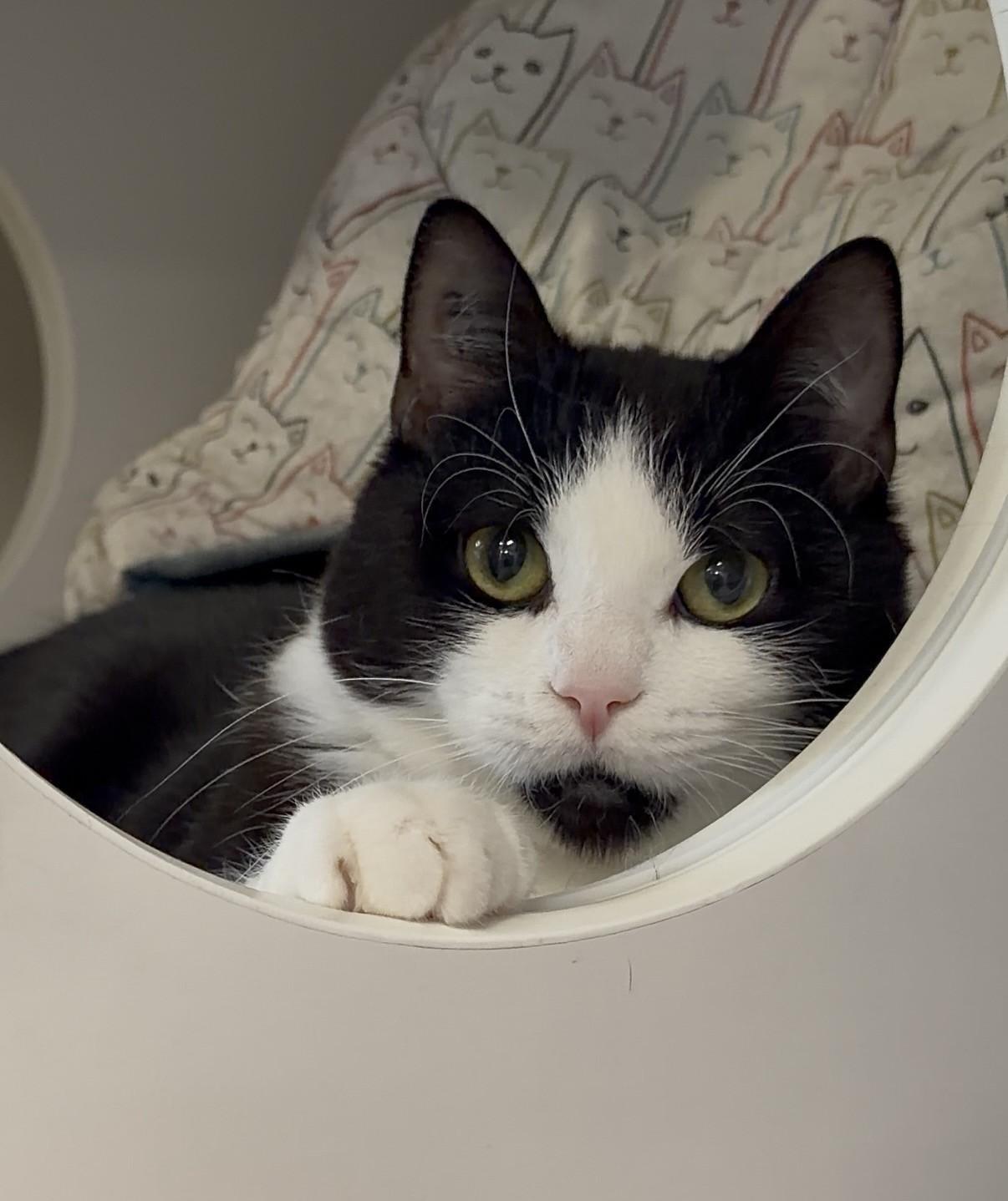 Enlarge Zeng, a ADOPTABLE Domestic Short Hair in Delta, BC image 2/2