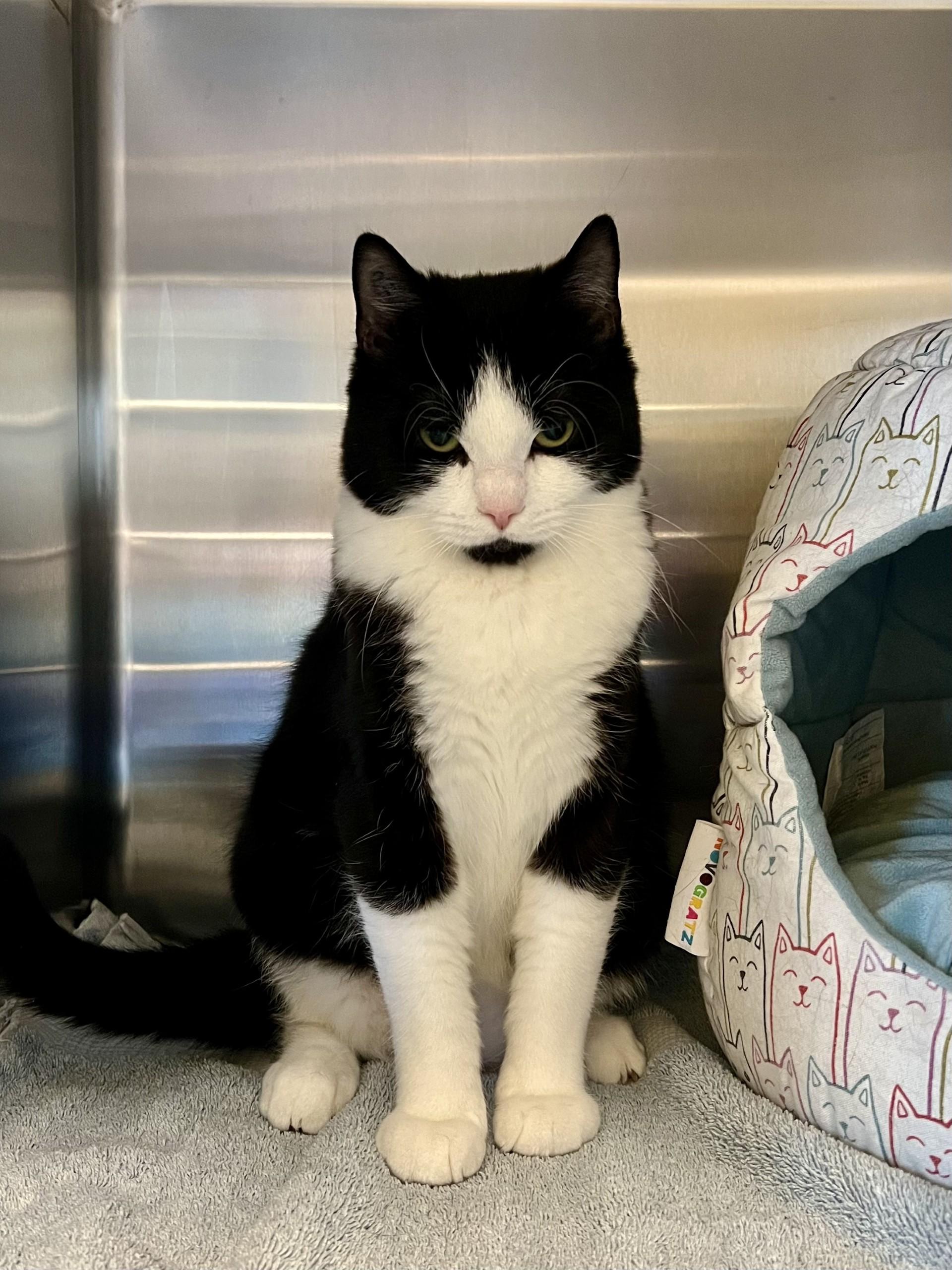 Enlarge Zeng, a ADOPTABLE Domestic Short Hair in Delta, BC image 1/2