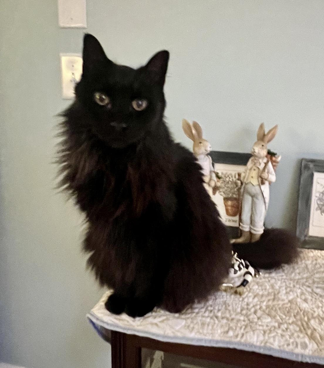 Bill, ADOPTABLE, Adult Male Domestic Long Hair.