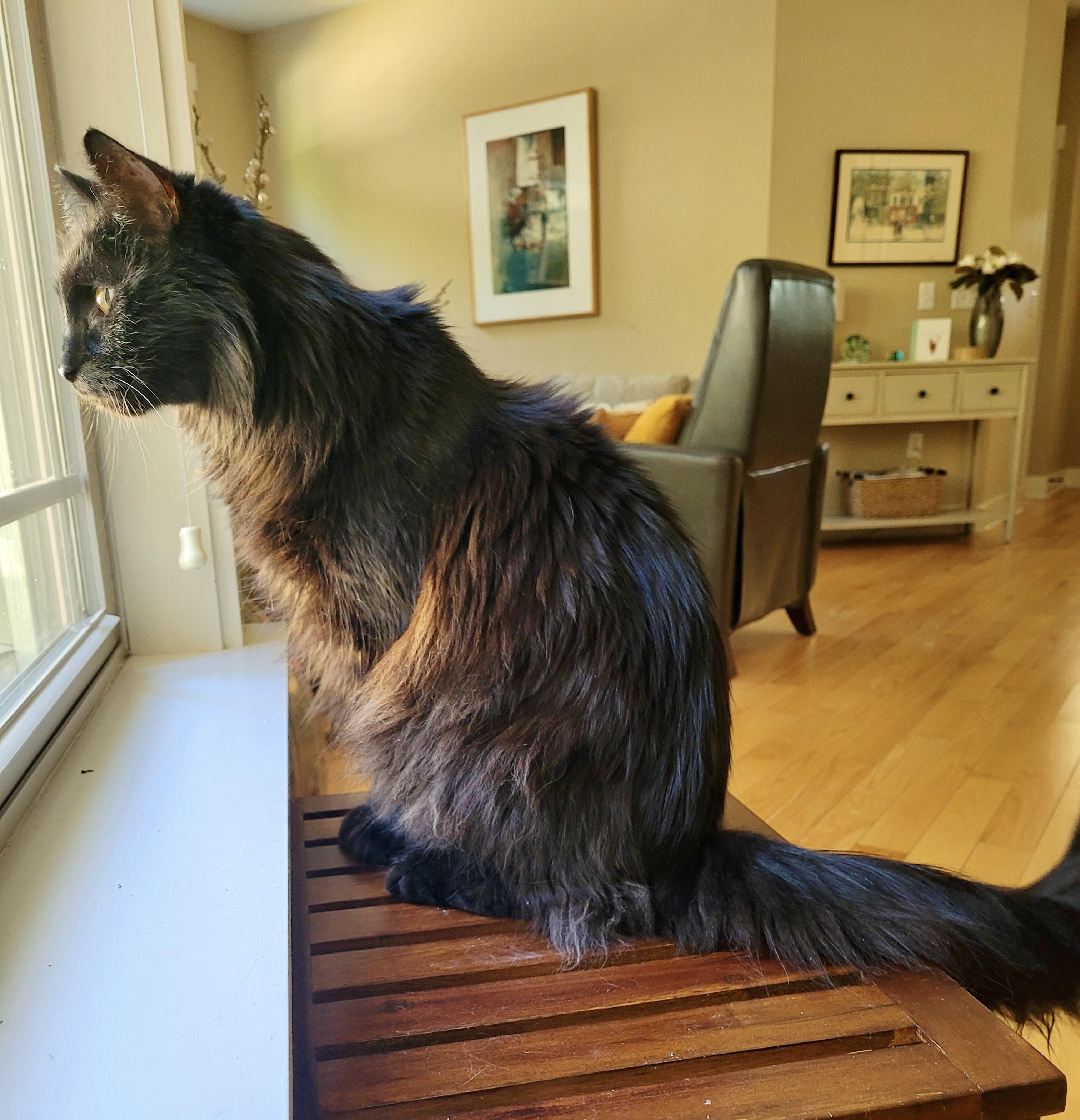 Enlarge Bill, a ADOPTABLE Domestic Long Hair in BLACK MOUNTAIN, NC image 2/3