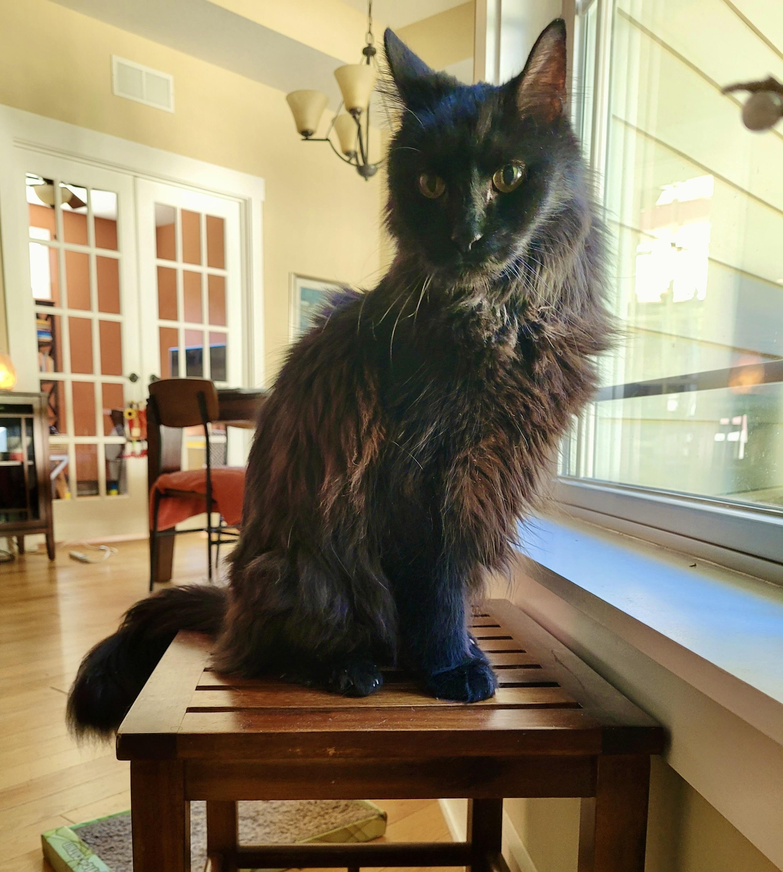 Enlarge Bill, a ADOPTABLE Domestic Long Hair in BLACK MOUNTAIN, NC image 3/3