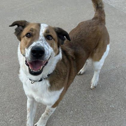 Enlarge Thumper, a ADOPTABLE mixed breed in The Colony, TX image 2/3