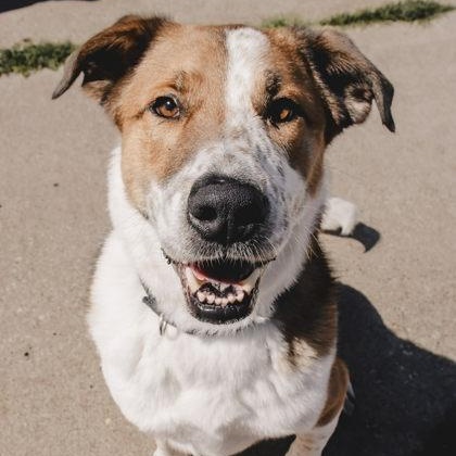 Thumper, ADOPTABLE, Adult Male Nova Scotia Duck Tolling Retriever & Anatolian Shepherd.