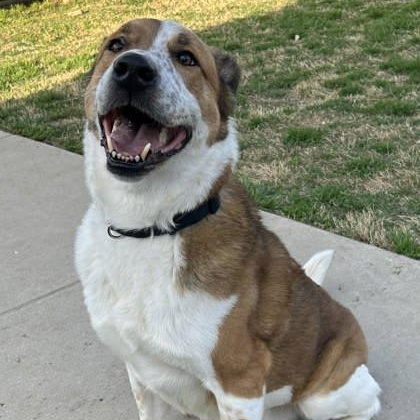 Enlarge Thumper, a ADOPTABLE mixed breed in The Colony, TX image 3/3