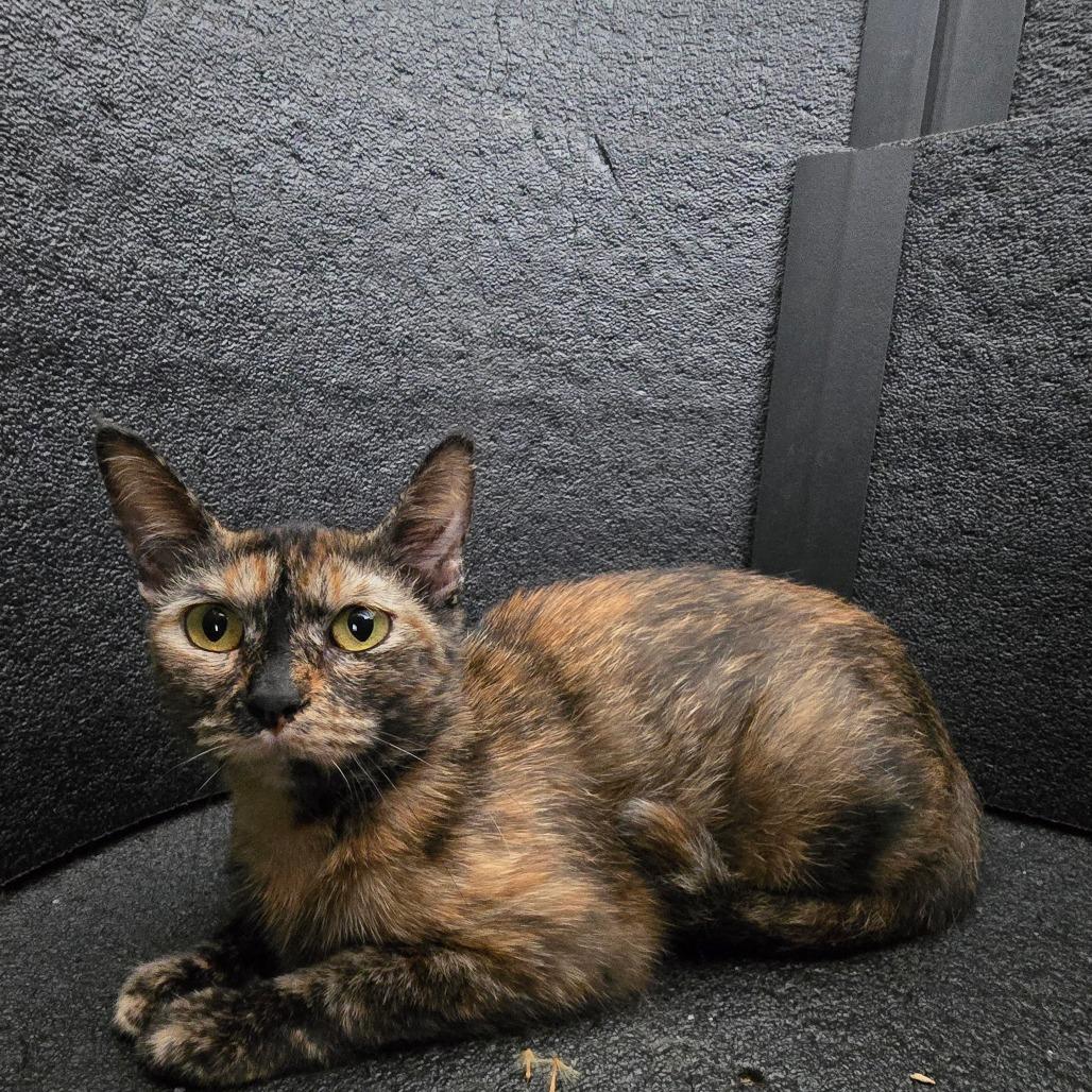 Cinnamon, Adoptable, Senior Female Domestic Short Hair.