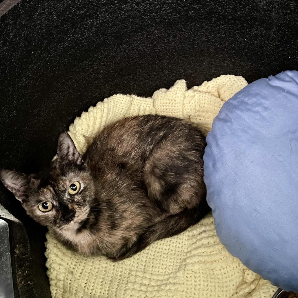 Cinnamon, a Adoptable Domestic Short Hair in Fairmont, WV image 2/3