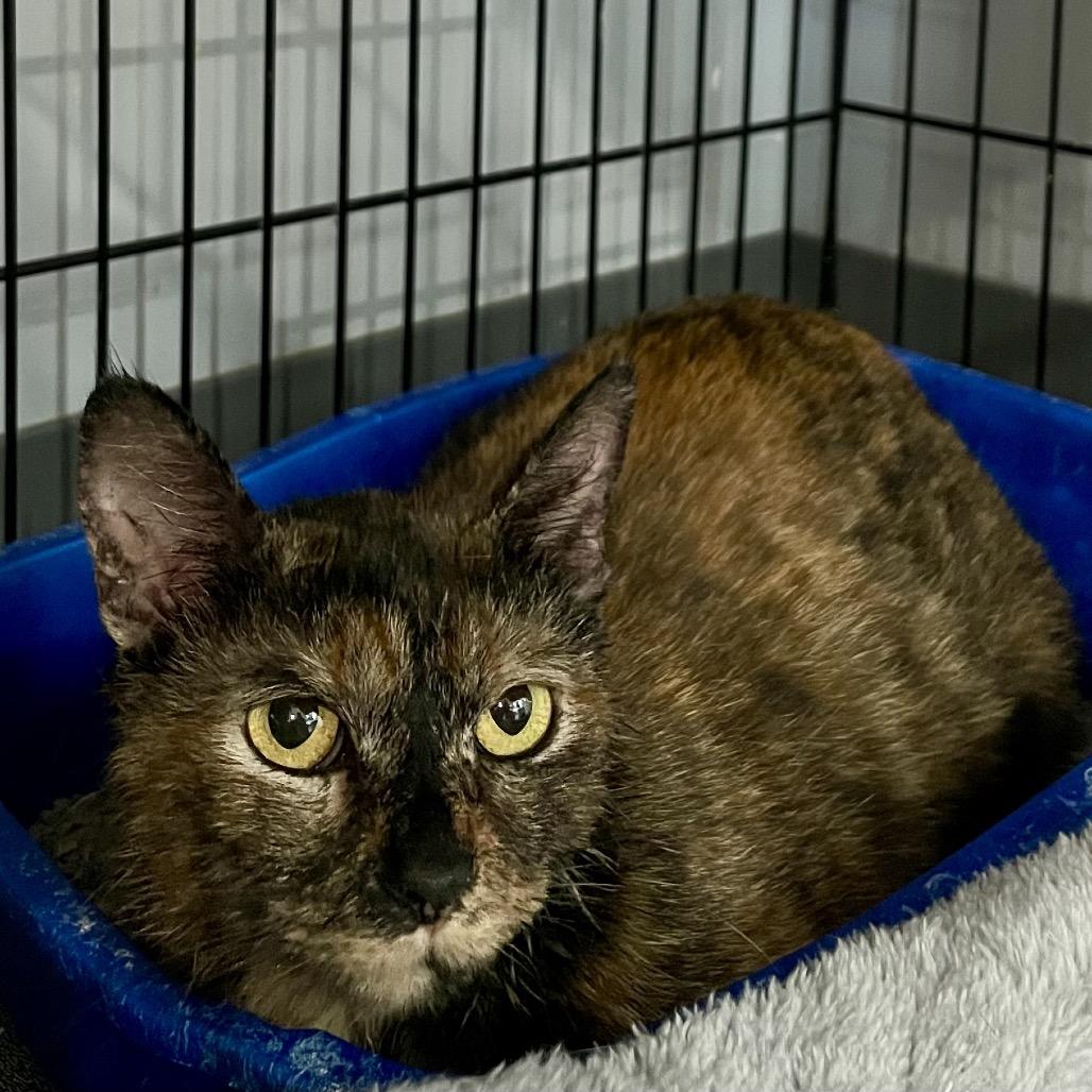 Cinnamon, a Adoptable Domestic Short Hair in Fairmont, WV image 3/3