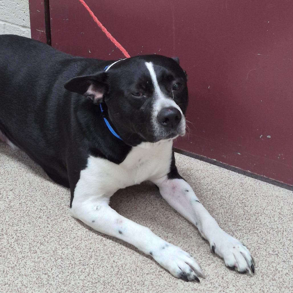 Pac Man, a Adoptable Mixed Breed in Ardmore, OK image 1/2